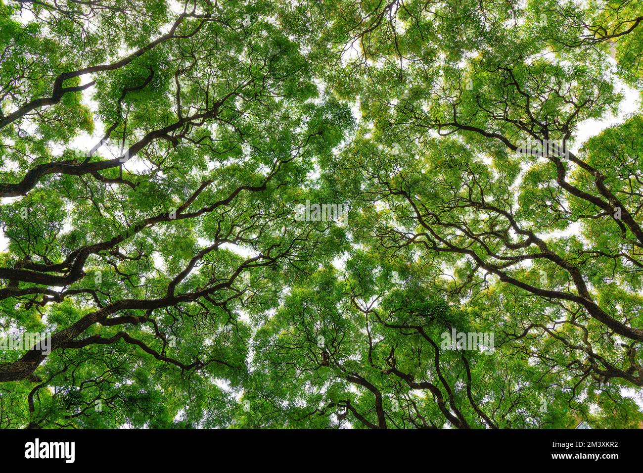 Jungle forest and thickets of tropical plants and trees with green foliage on the crowns. Natural green background. High quality photo Stock Photo