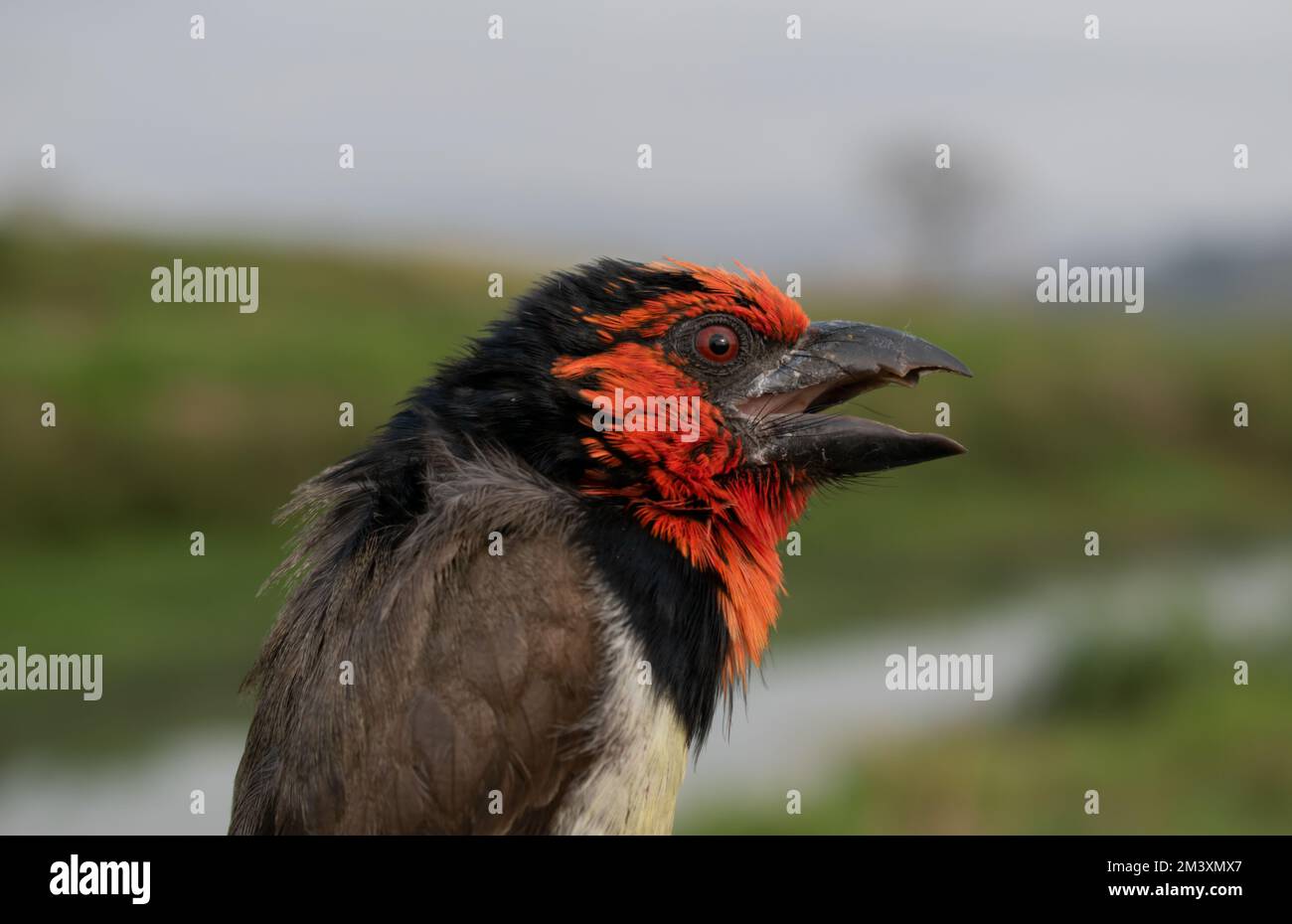 Black-collared barbet (Lybius torquatus) Stock Photo