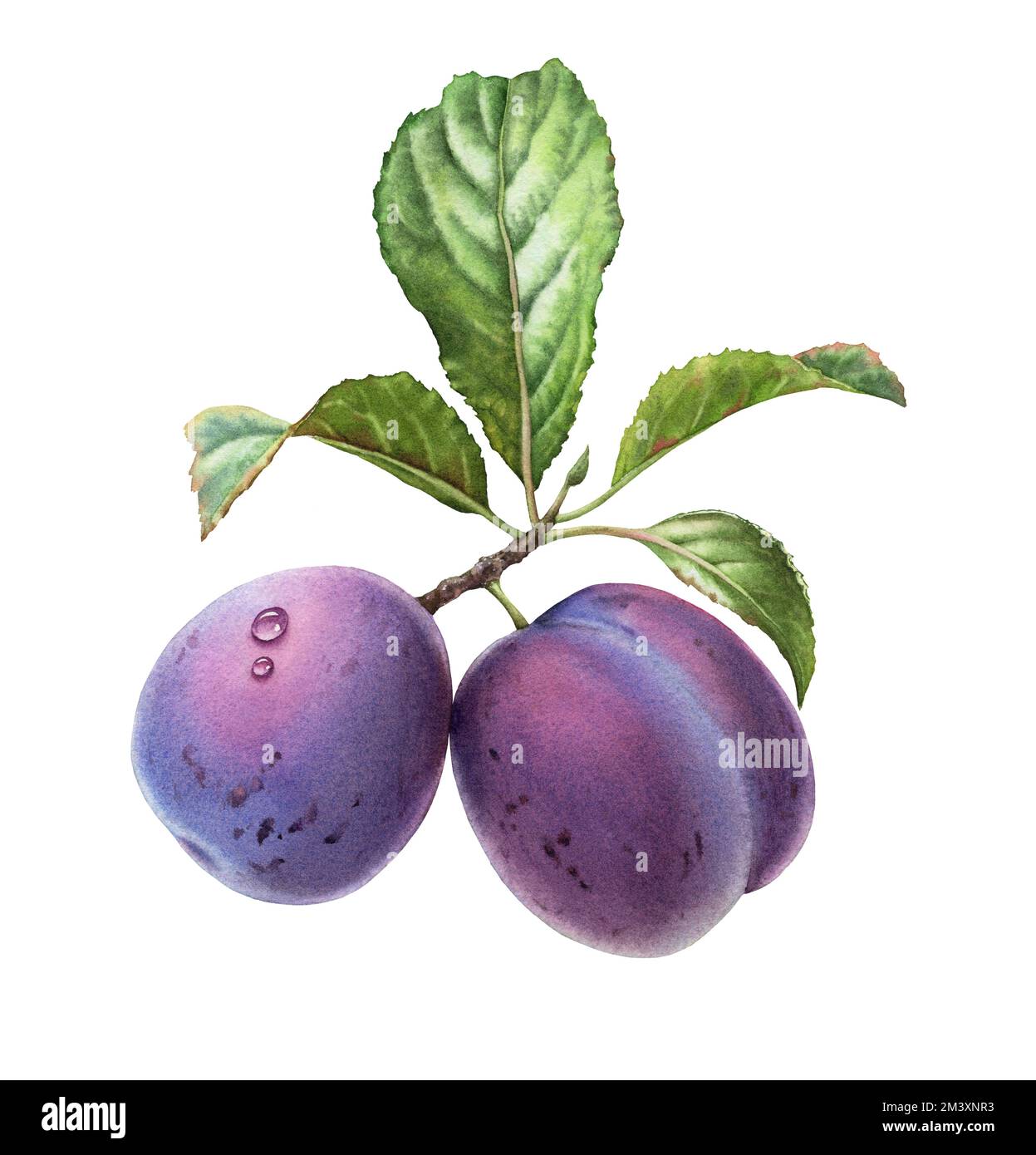 Watercolor plum fruits. Realistic branch with purple whole fruits and green leaves. Botanical hand drawn illustration for food label design Stock Photo