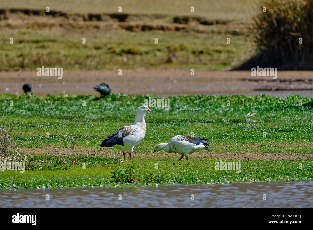 Andean Goose (Oressochen melanoptera), beautiful adult couple feeding on the shores of an Andean wetland. Stock Photo