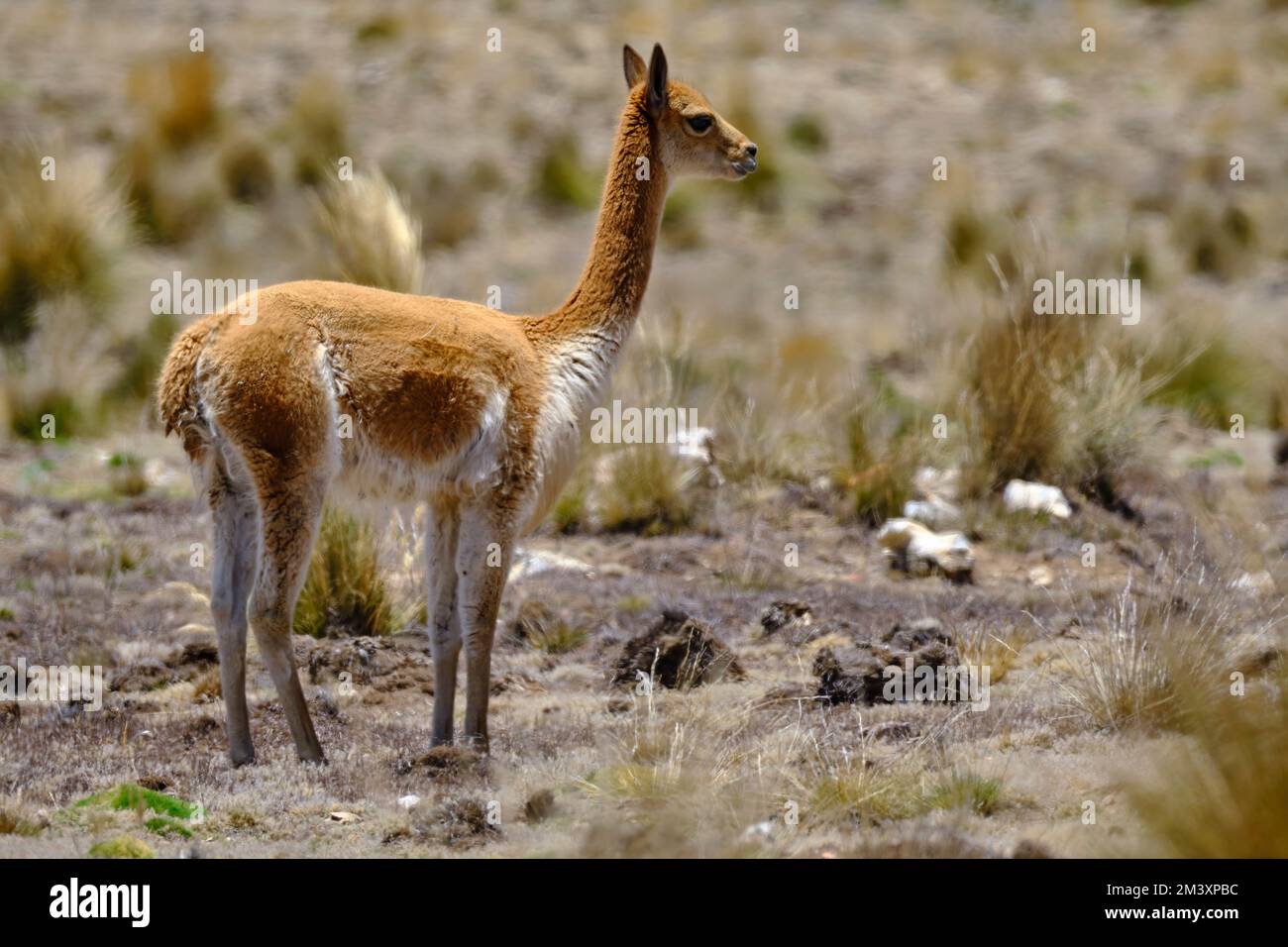 Vicuna (Vicugna vicugna) endangered animal, walking in the wild, grazing in the Andean highlands. Stock Photo