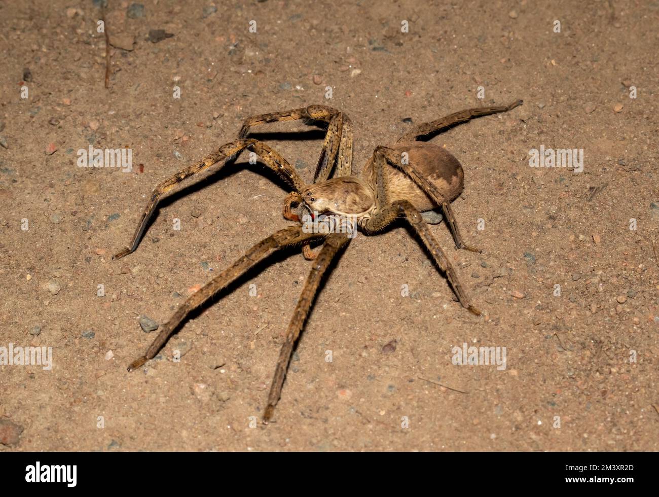 39 African Rain Spider Images, Stock Photos, 3D objects, & Vectors