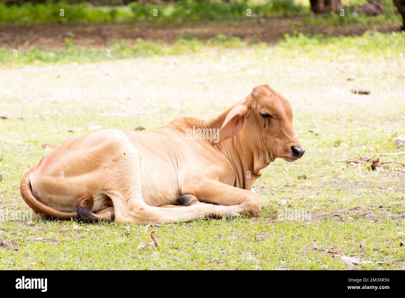 Brown cow lying down on green grass background Stock Photo - Alamy
