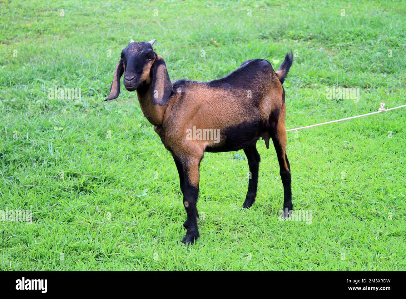 The AngloNubian goat inn the field Stock Photo Alamy