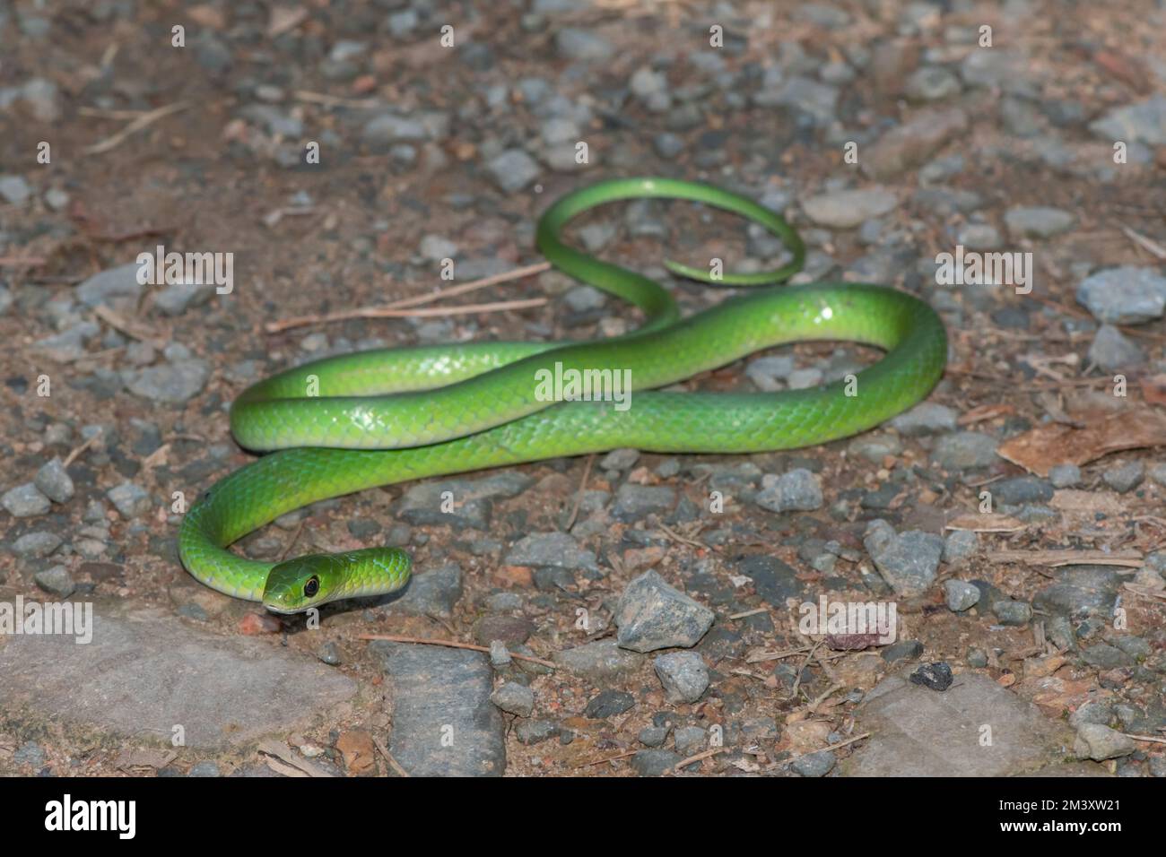 Green Water Snake (Philothamnus hoplogaster Stock Photo Alamy