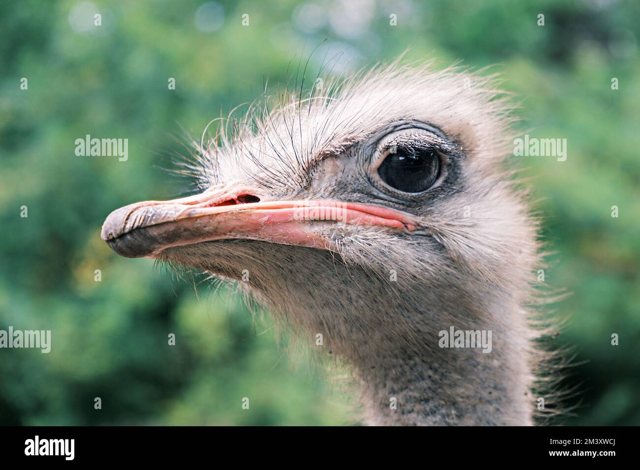 Side view portrait of an ostrich against the backdrop of greenery in the wild, close-up. Stock Photo
