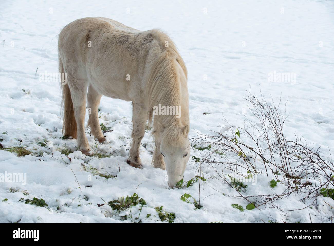 Horse in the snow paddock grazing Stock Photo