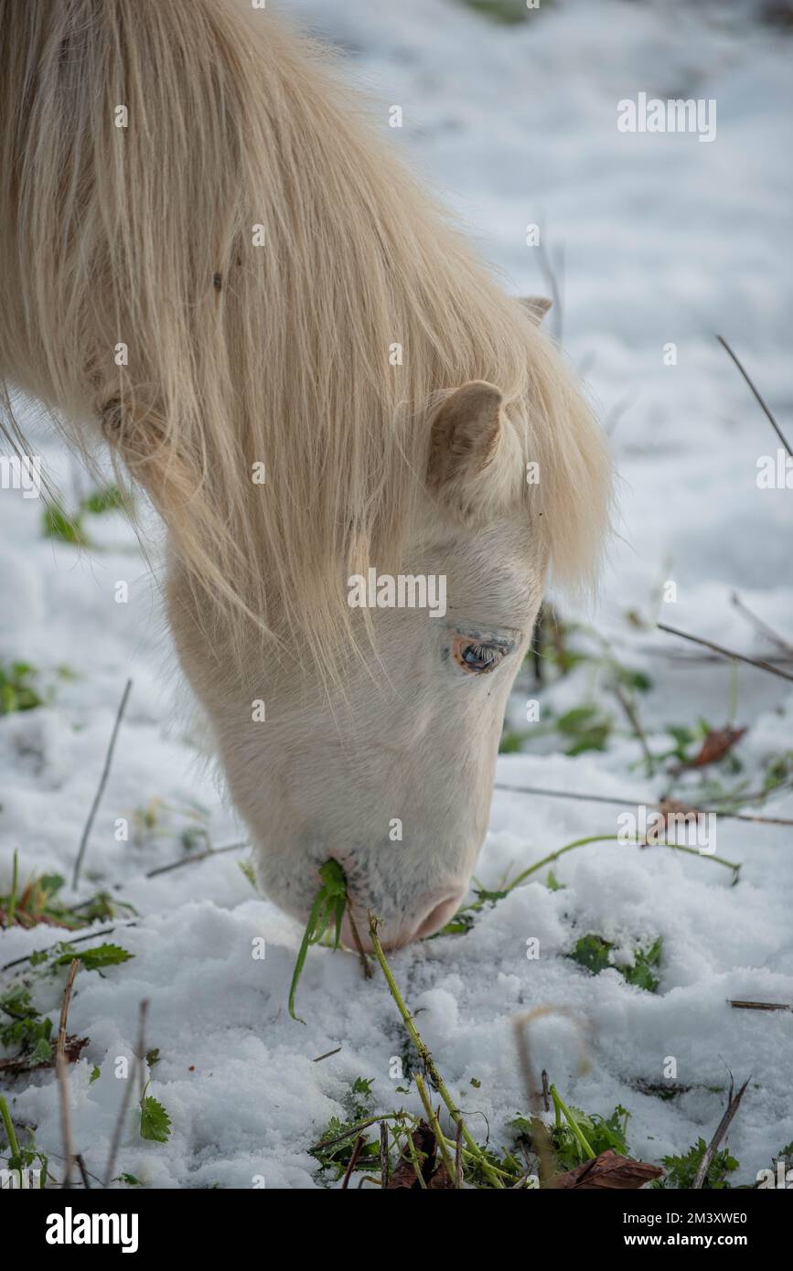 Horse in the snow paddock grazing Stock Photo