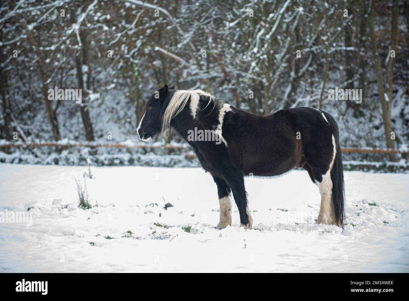 Horse in snow drift field hi-res stock photography and images - Alamy