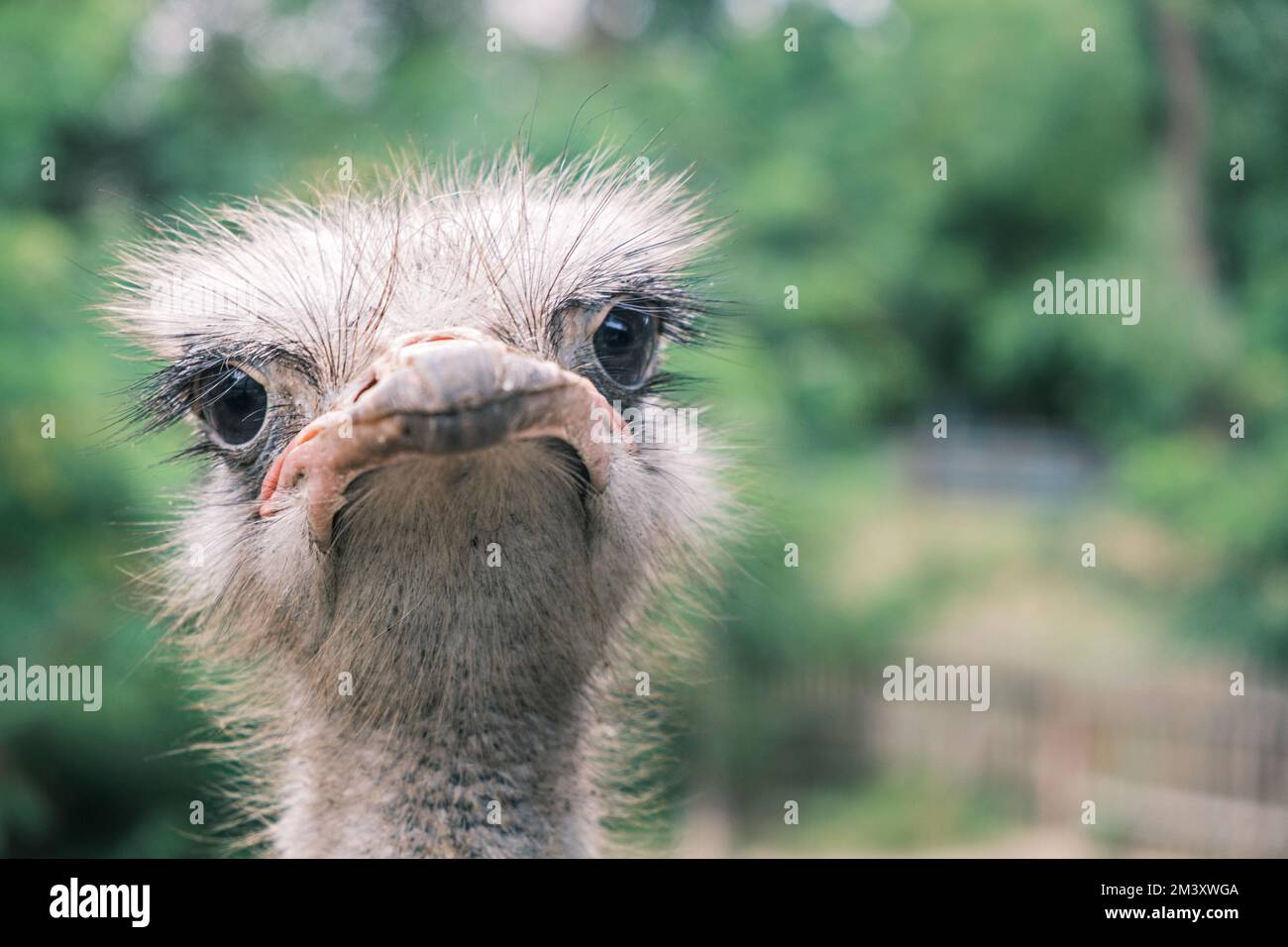 Portrait of an ostrich looking into the camera against the backdrop of greenery in the wild, close-up. Stock Photo