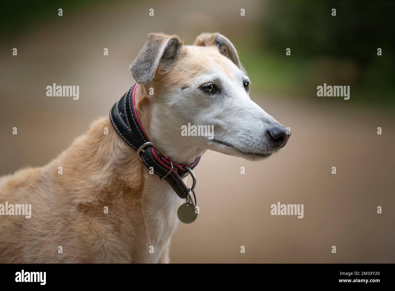 Rescue Lurcher close up headshot looking to the right Stock Photo Alamy