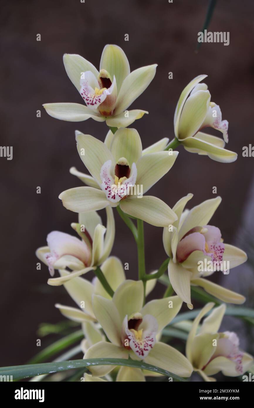 Natural Cymbidium Orchid. Yellow Cymbidium boat orchid flowers with patchy red to yellow lip petals Stock Photo
