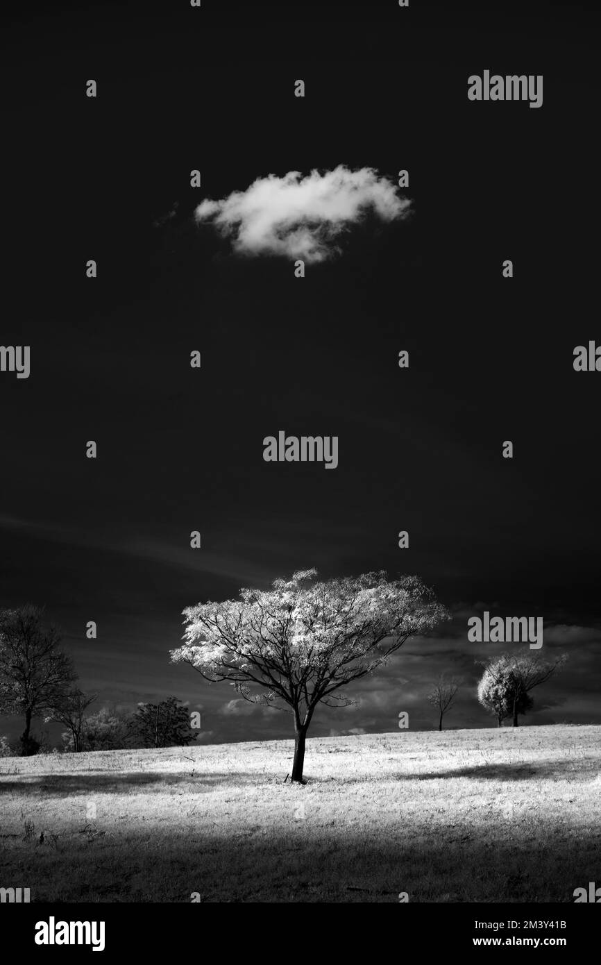 Black and white landscape scene of a lonely tree with acloud above it ...