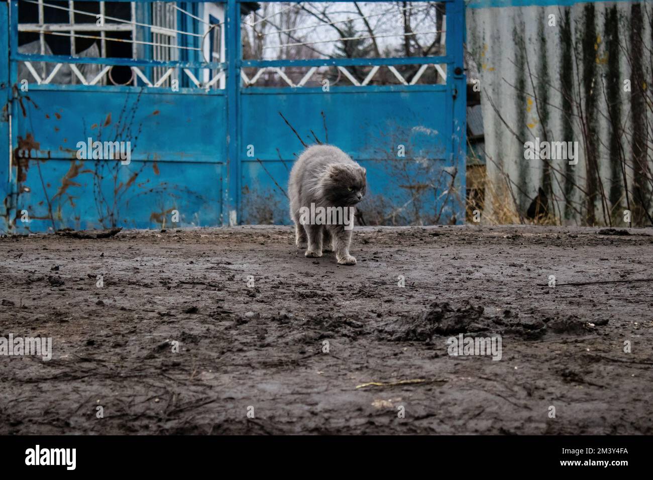 Angora cat abandoned by its owners during the evacuation of the village of Terny. Indeed, many pets have been trapped by war and find themselves total Stock Photo