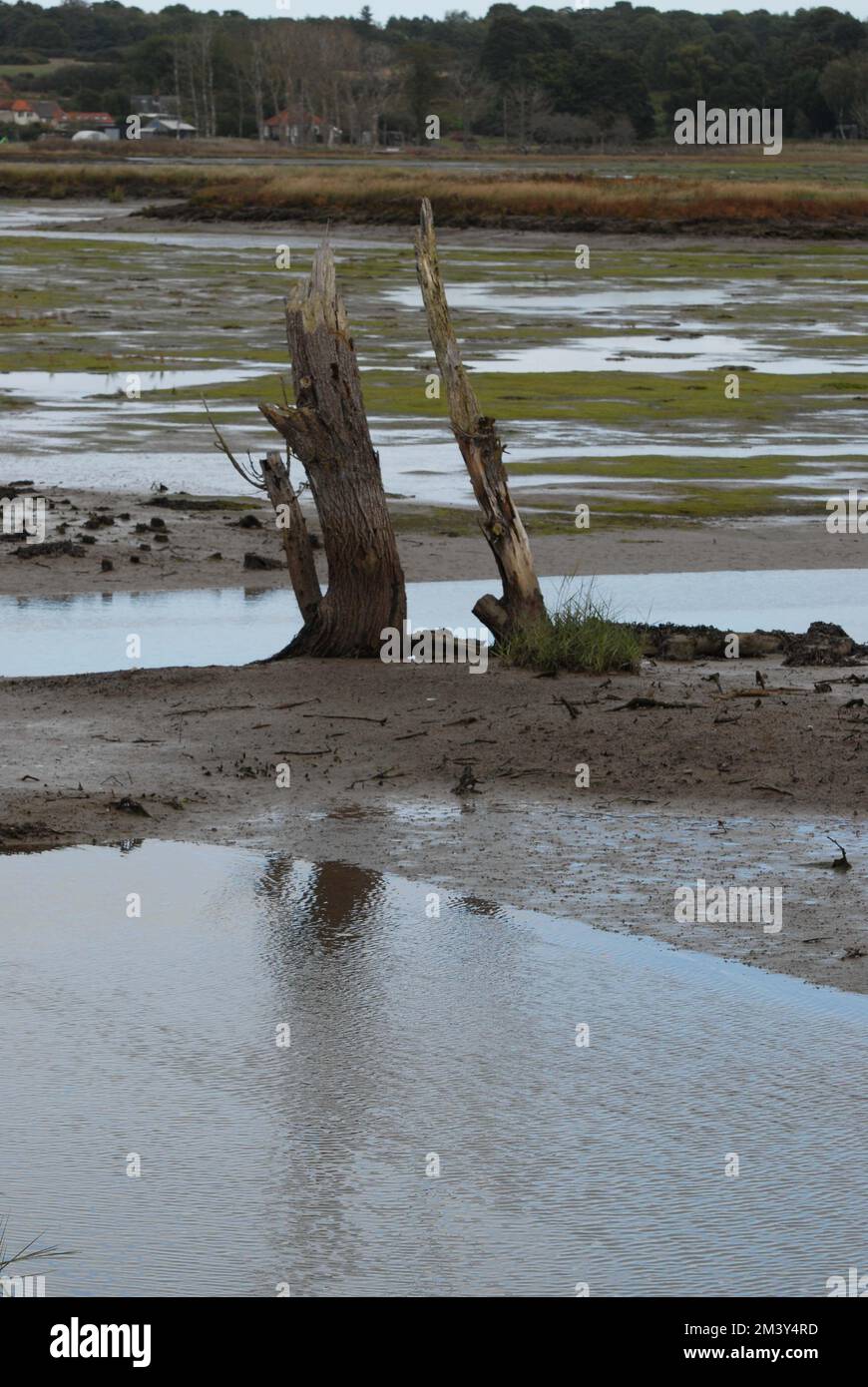 Scoured, dead tree in the middle of mudflats, Hazelwood Marshes, Alde & Ore Estuary, Suffolk 2nd October 2022 Stock Photo