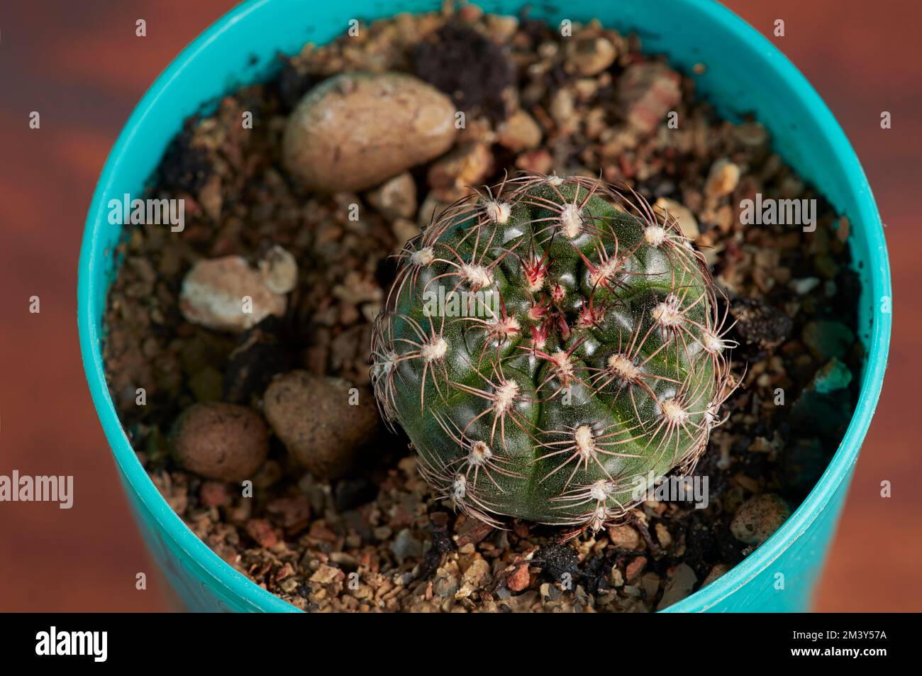 Gymnocalycium mesopotamicus hi-res stock photography and images - Alamy