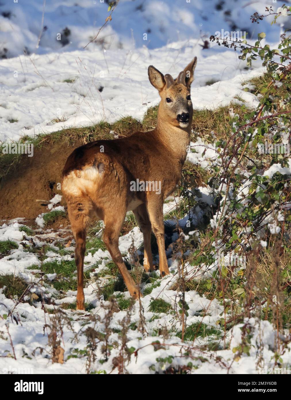 Roe deer capreolus in winter hi-res stock photography and images - Alamy
