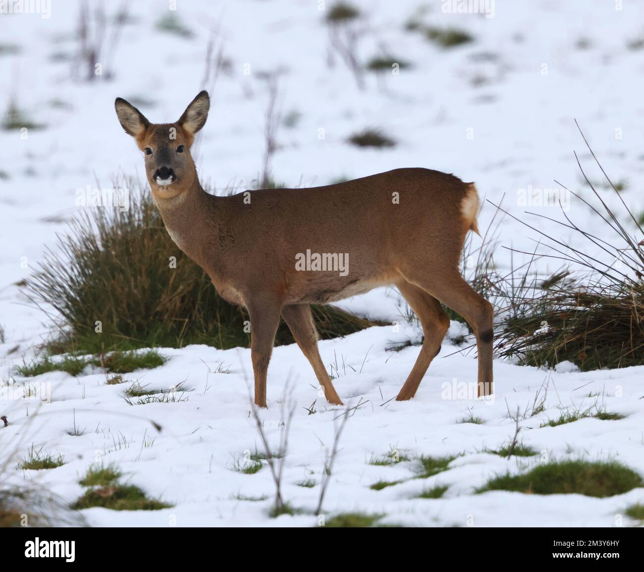 Roe deer in the snow hi-res stock photography and images - Alamy