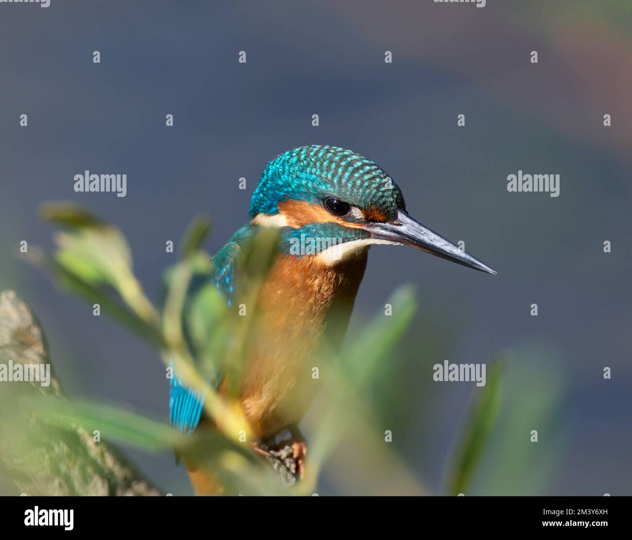 Kingfisher close-ups UK Stock Photo