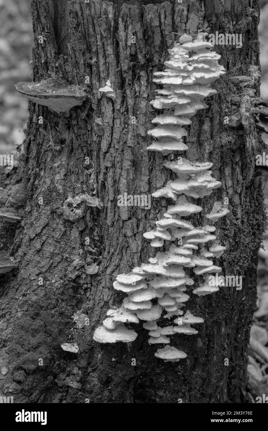 Tree Fungi were found on a Nature Conservancy property near my home in central Door County Wisconsin. Stock Photo