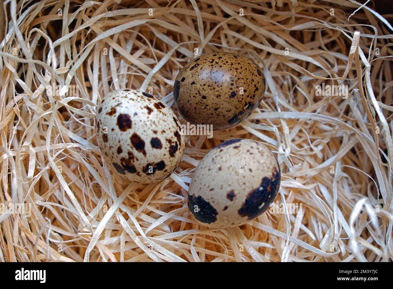 Three japanese quail bird eggs in nest Stock Photo Alamy
