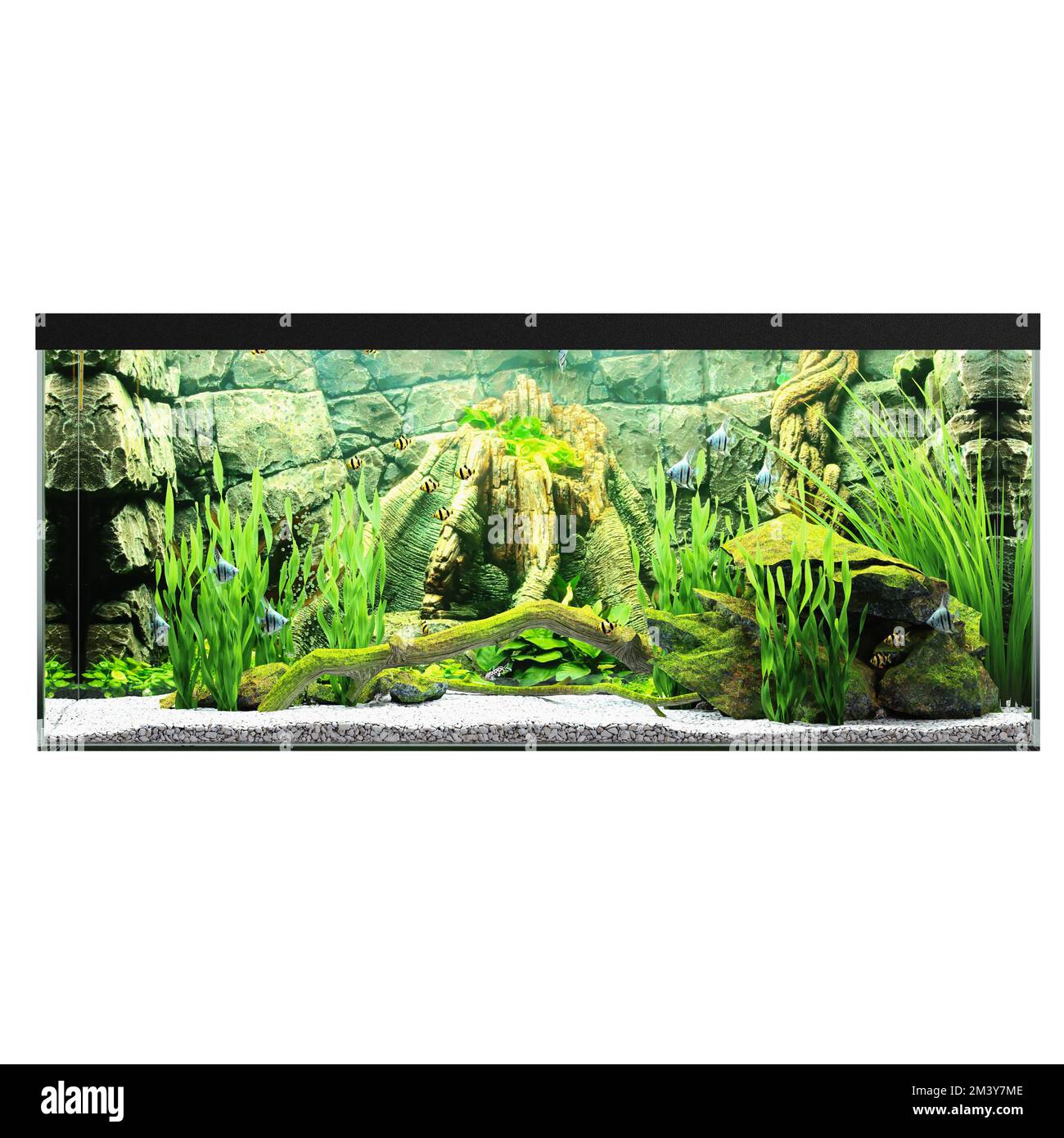 3d illustration of aquarium isolated on white background Stock Photo