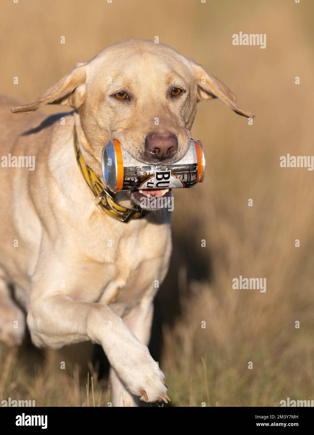 A Labrador Retriever retrieving a beer Stock Photo Alamy