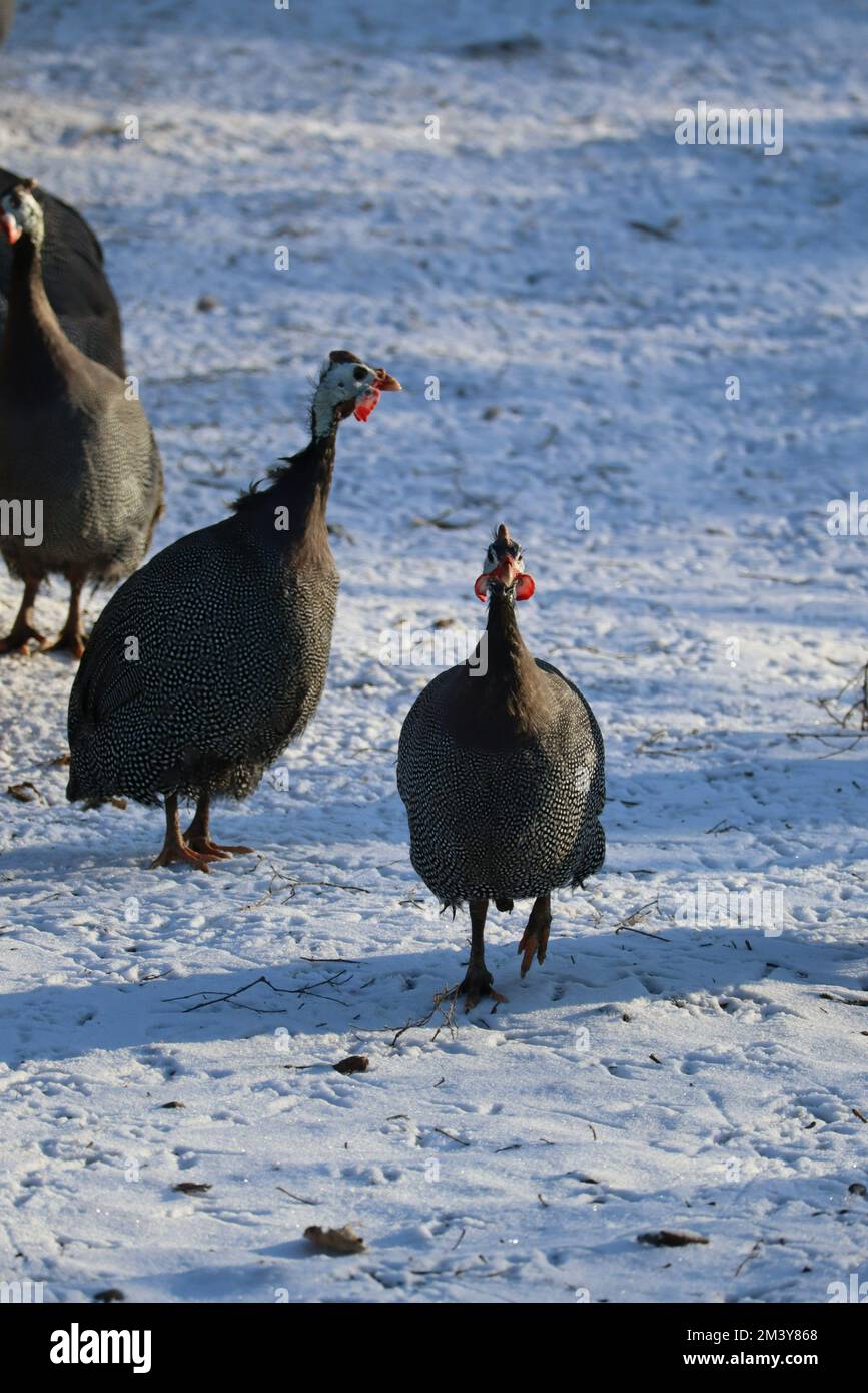Cold Fowl Guinea fowl brave the freezing Cold Stock Photo - Alamy