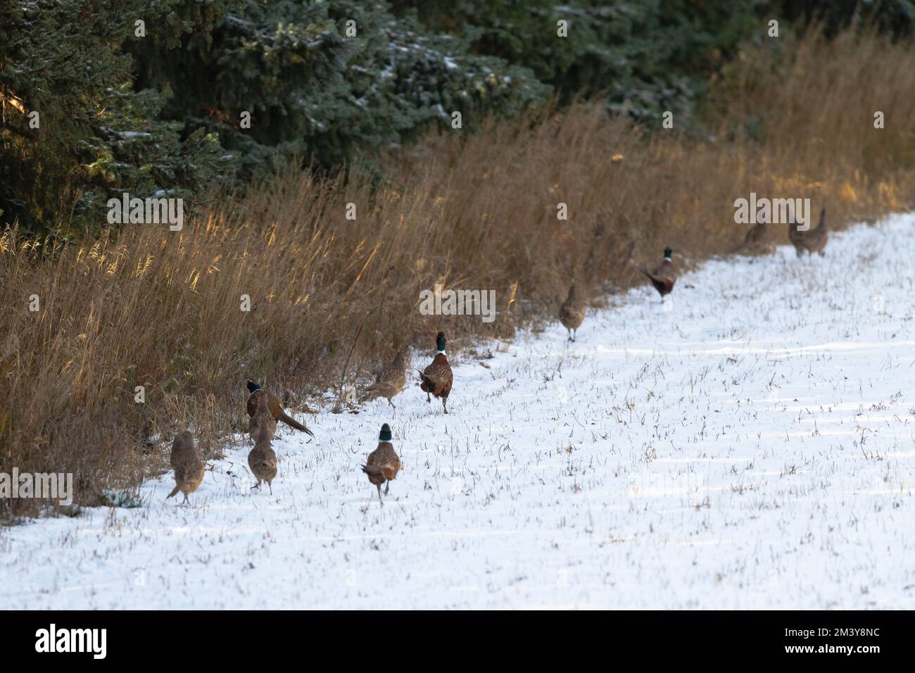 Ringneck Pheasants in North South Dakota
