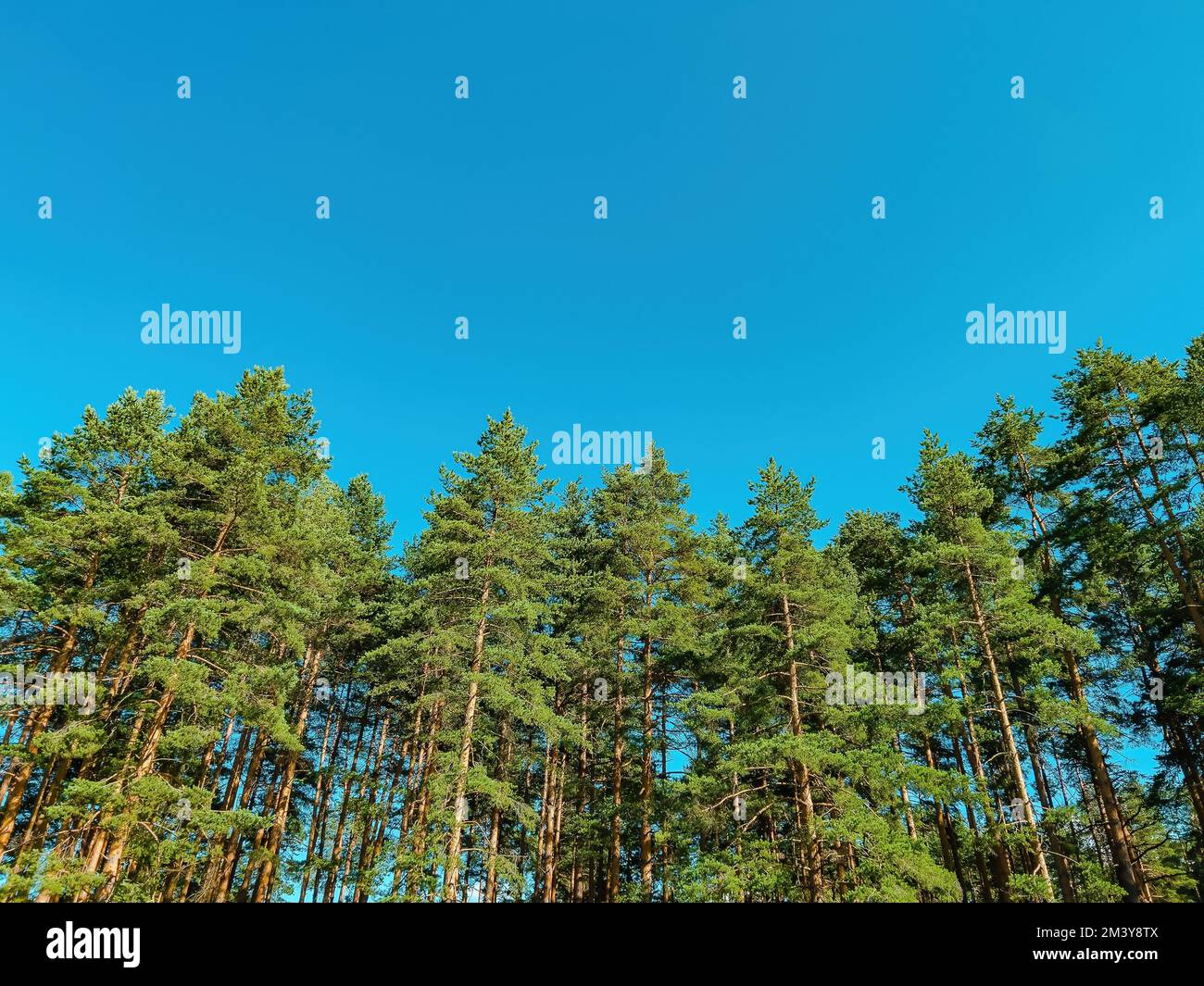A low-angle shot of tall pine trees in a forest against the blue sky ...