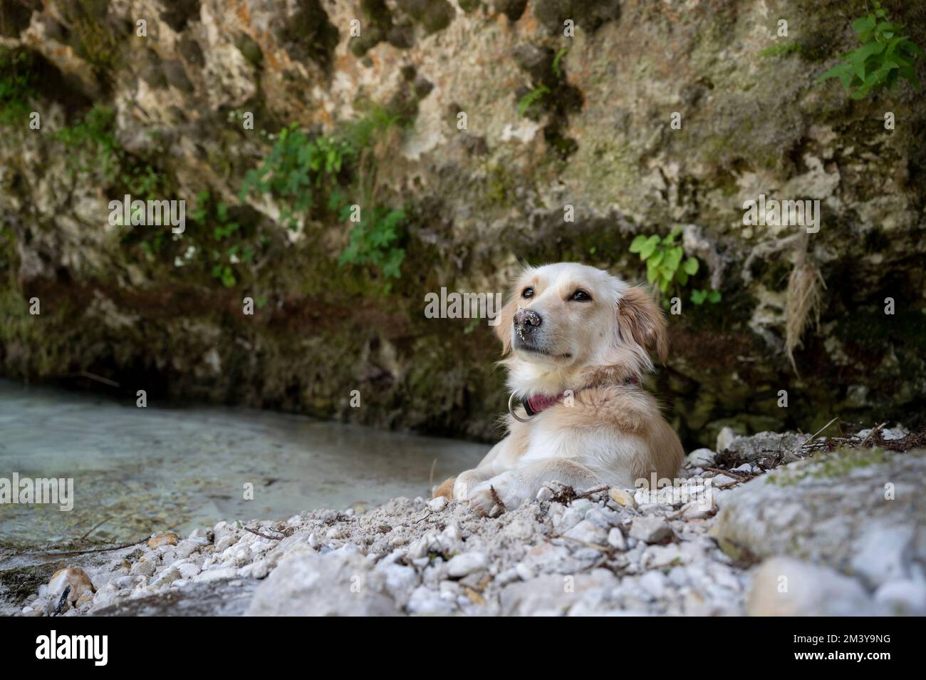 Cute little brown mixed breed mutt dog lying by the river with a san on her nose. Stock Photo