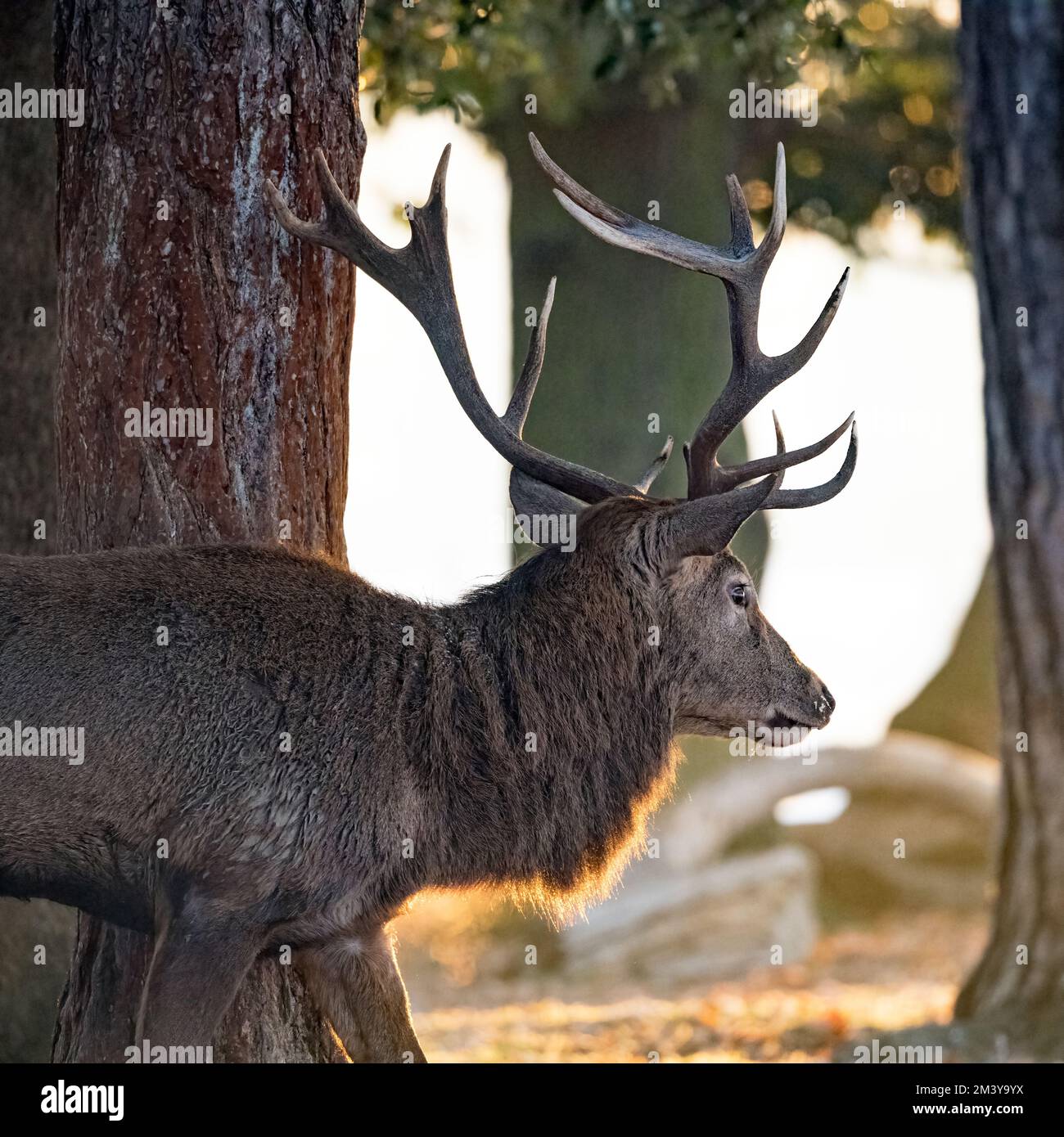 The Rising Deer Deer head graphic hi-res stock photography and images - Alamy