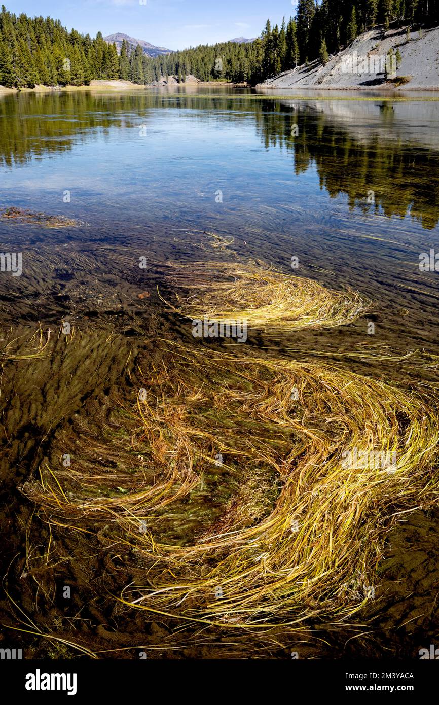 WY05191-00....WYOMING - Grass growing in the Yellowstone River near Otter Creek, Yellowstone National Park. Stock Photo