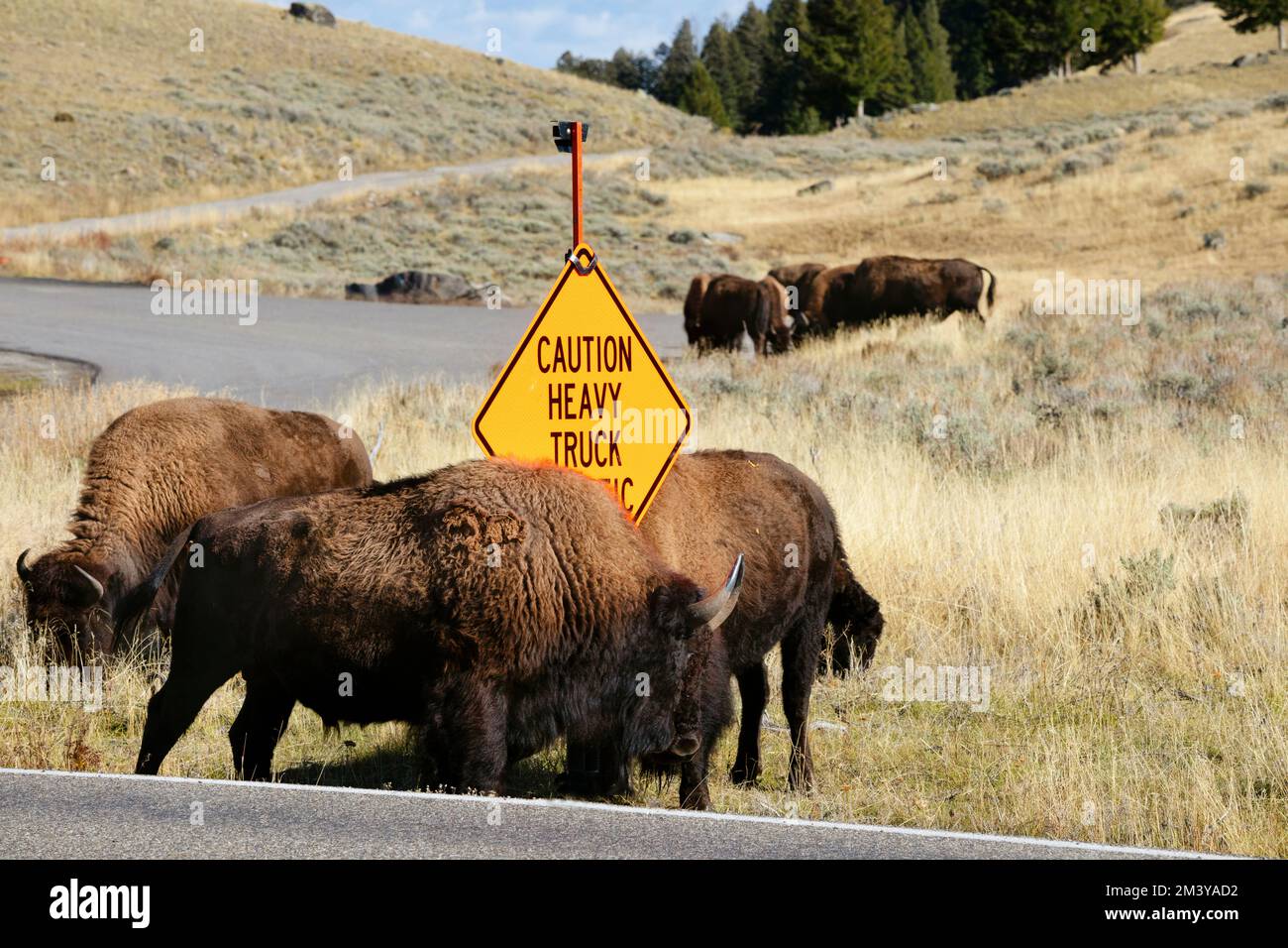 WY05200-00....WYOMING -Bison herd near Slough Creek  in Yellowstone National Park. Stock Photo