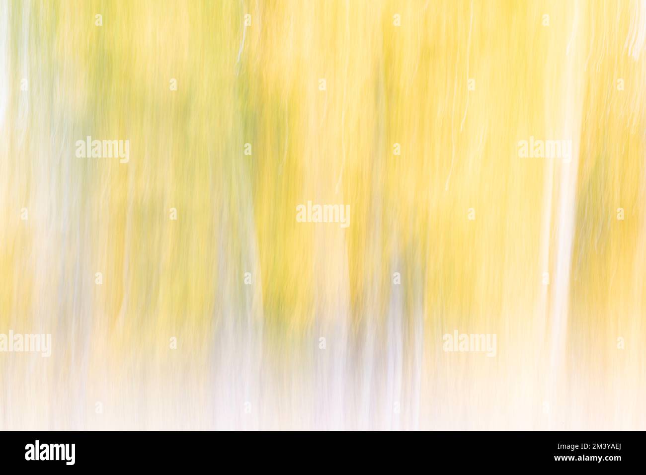 WY05208-00....WYOMING - In camera movement (ICM) of aspen trees in Grand Teton National Park. Stock Photo