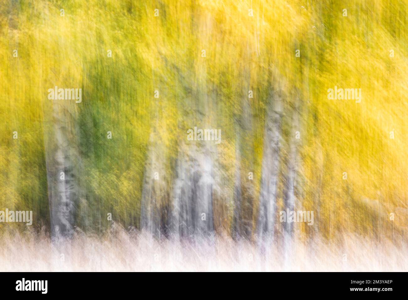 WY05210-00....WYOMING - In camera movement (ICM) of aspen trees in Grand Teton National Park. Stock Photo