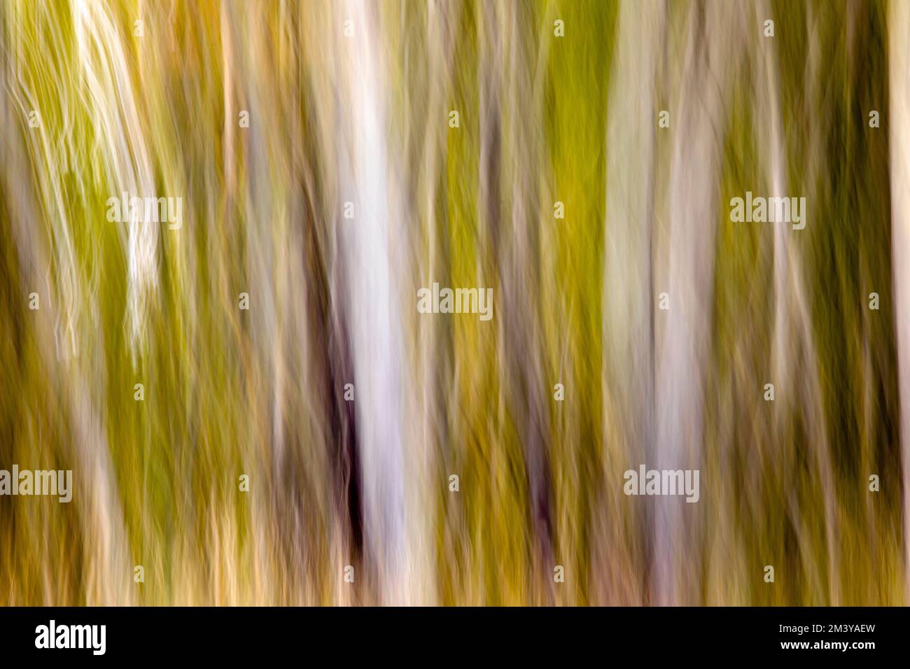 WY05211-00....WYOMING - In camera movement (ICM) of aspen trees in Grand Teton National Park. Stock Photo