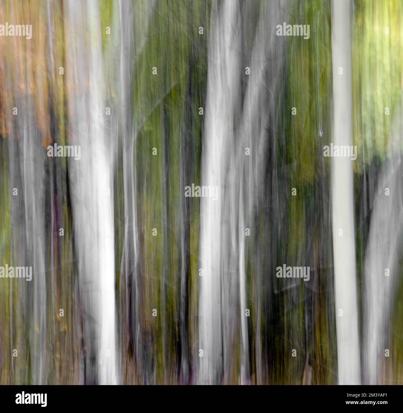 WY05212-00....WYOMING - In camera movement (ICM) of aspen trees in Grand Teton National Park. Stock Photo