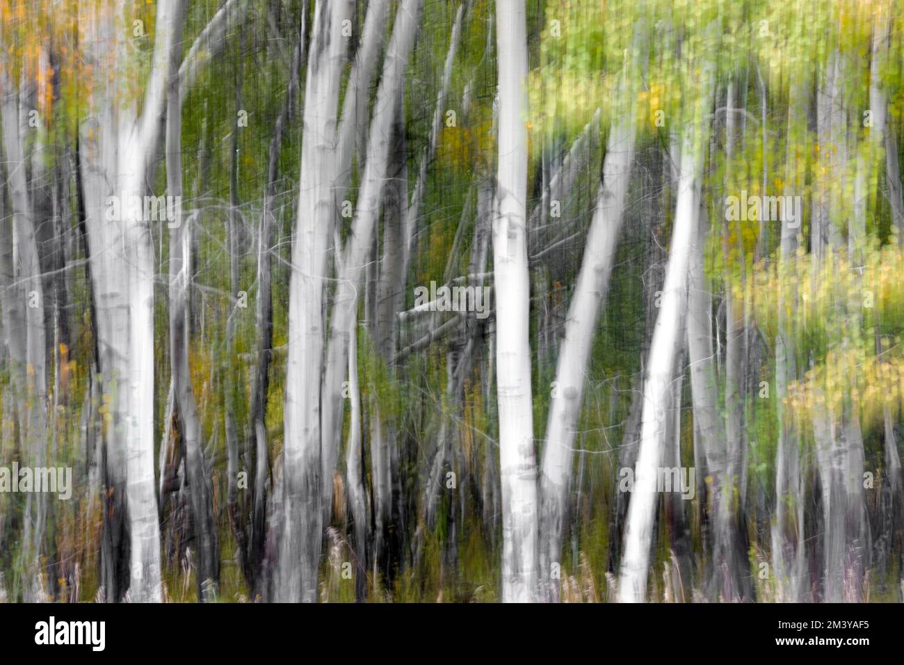 WY05213-00....WYOMING - In camera movement (ICM) of aspen trees in Grand Teton National Park. Stock Photo
