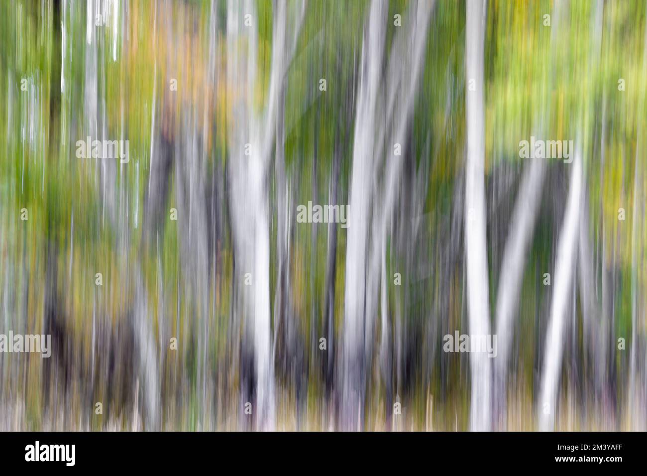 WY05214-00......WYOMING - In camera movement (ICM) of aspen trees in Grand Teton National Park. Stock Photo