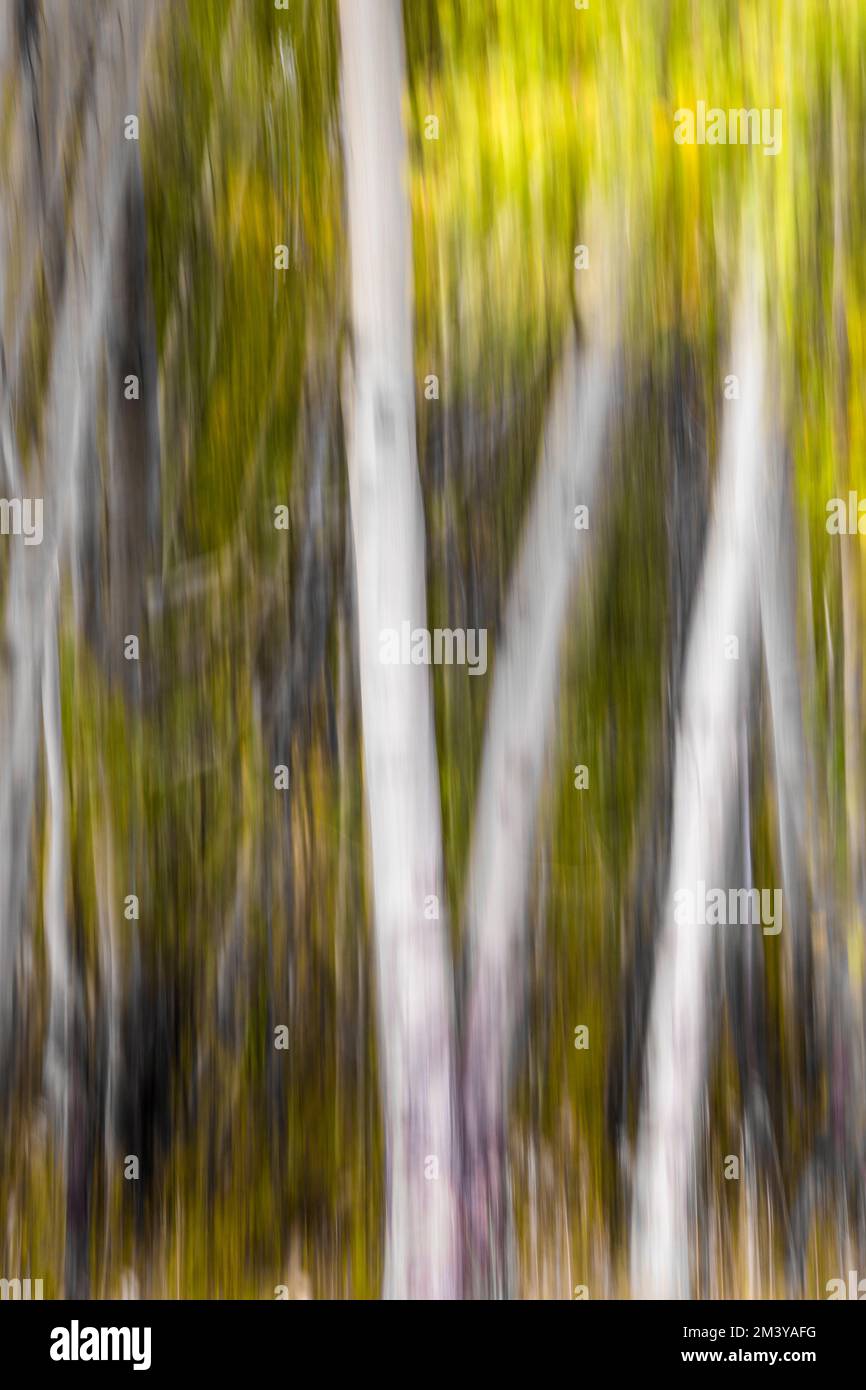 WY05215-00......WYOMING - In camera movement (ICM) of aspen trees in Grand Teton National Park. Stock Photo