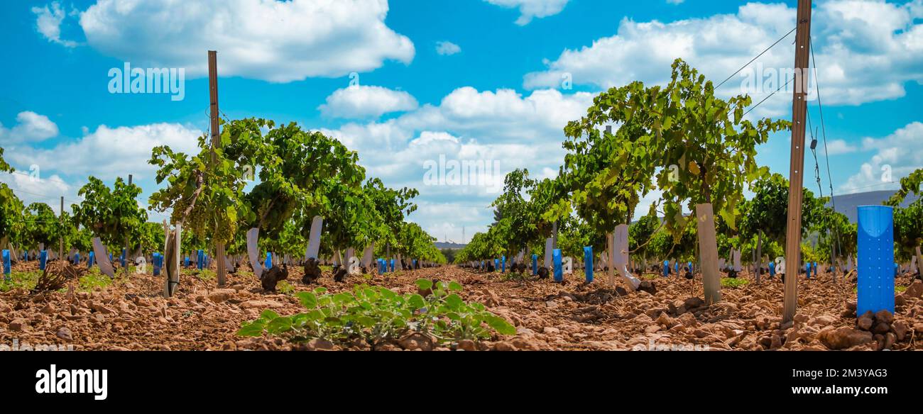 The rows of young vines in a vineyard in Castilla la Mancha, Spain Stock Photo