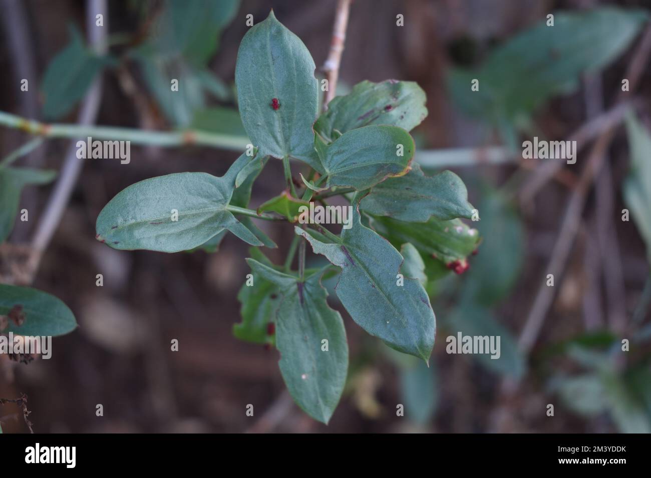 A close-up shot of a common smilax on a soft blurry background Stock Photo