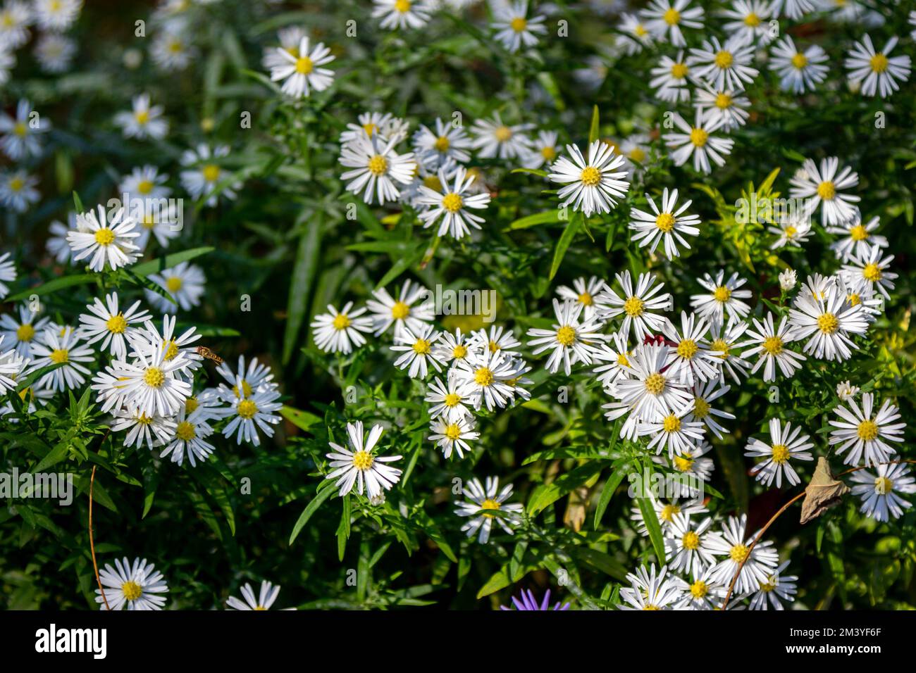 Close up blooming bushy aster white wild flowers growing on the meadow Stock Photo