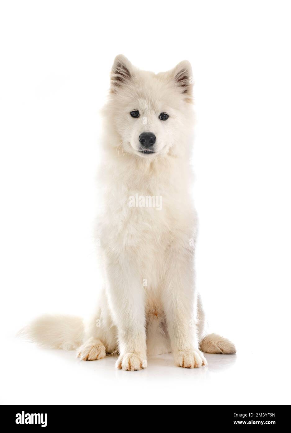 Samoyed Front samoyed dog in front of white background Stock Photo - Alamy
