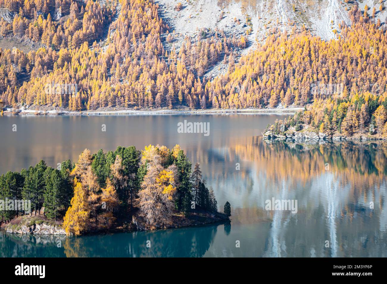 Sils Lake (Lej da Segl) with golden larch trees in October. A lake in Engadin Valley, Switzerland. Stock Photo