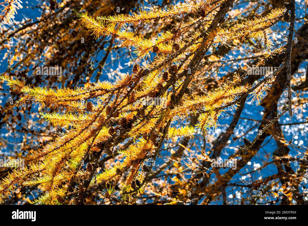 Yellow needles and cones of a larch tree against a blue background Stock Photo