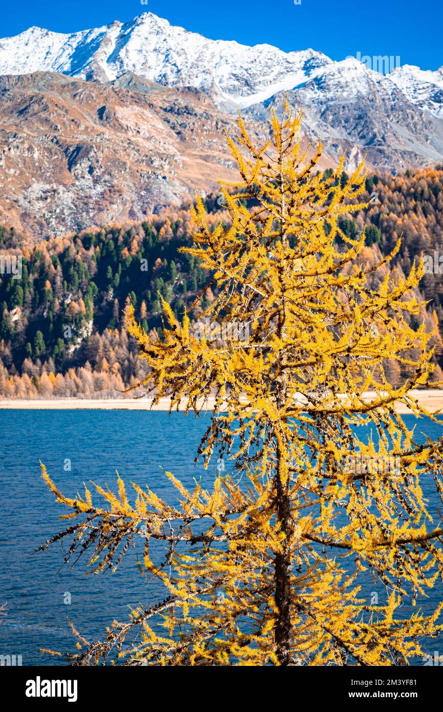 Autumn landscape with yellow colored needles of a larch tree along the ...