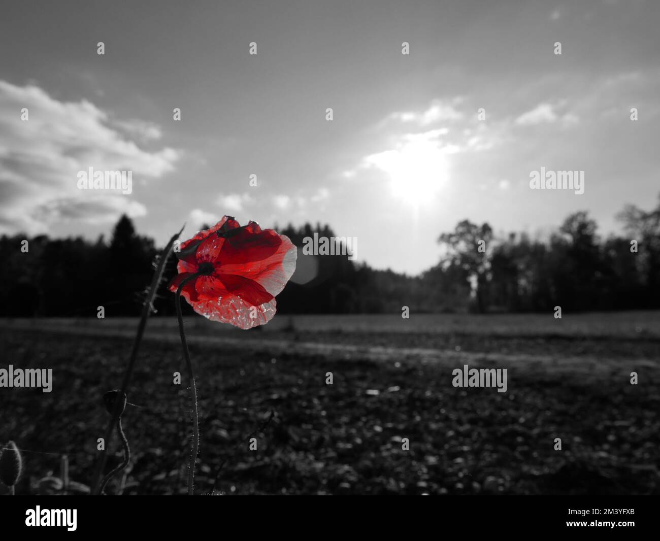 Poppy flower on black and white Background Stock Photo - Alamy