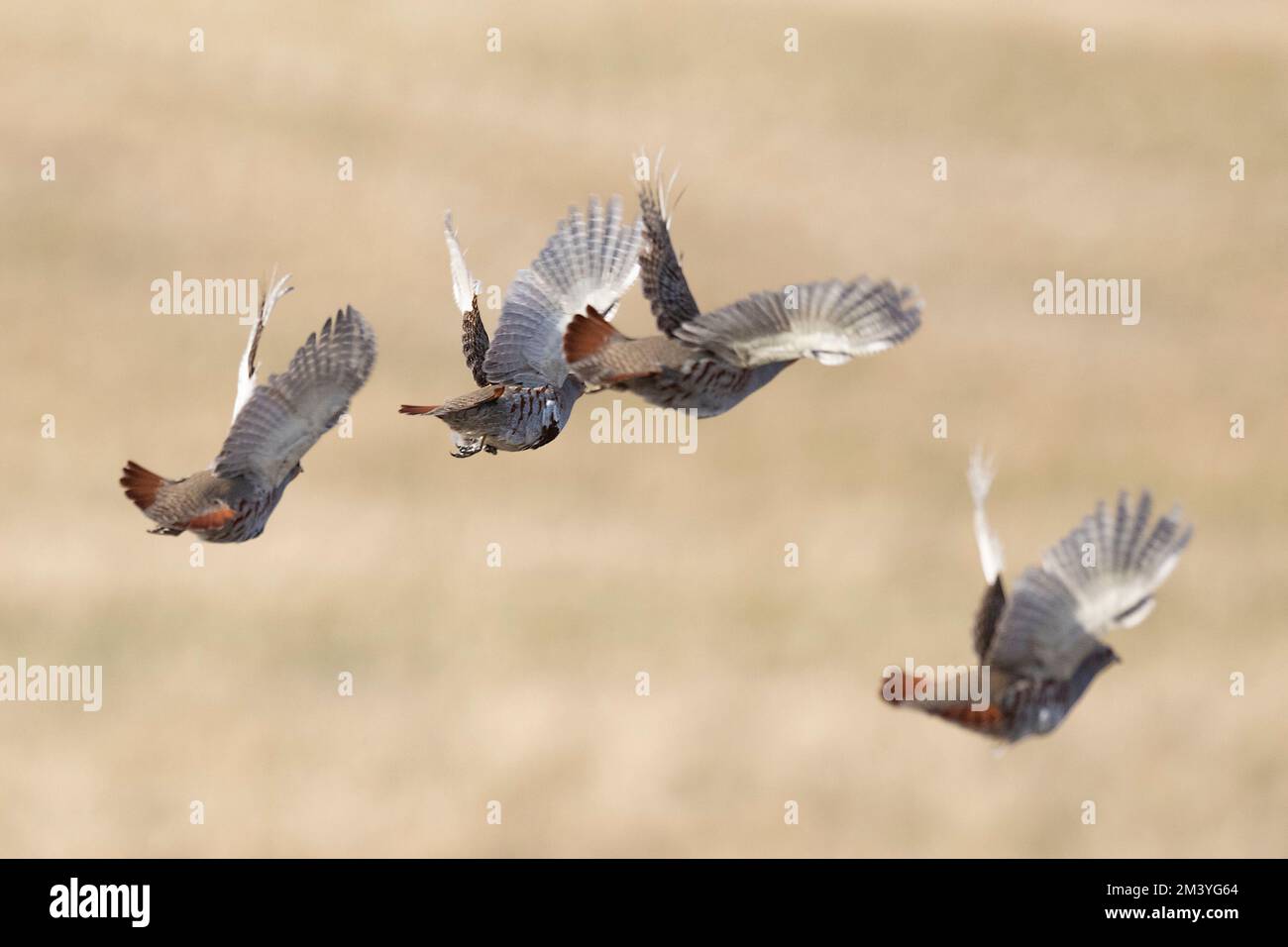 Hungarian Partridge in flight over the North Dakota Prairie Stock Photo -  Alamy